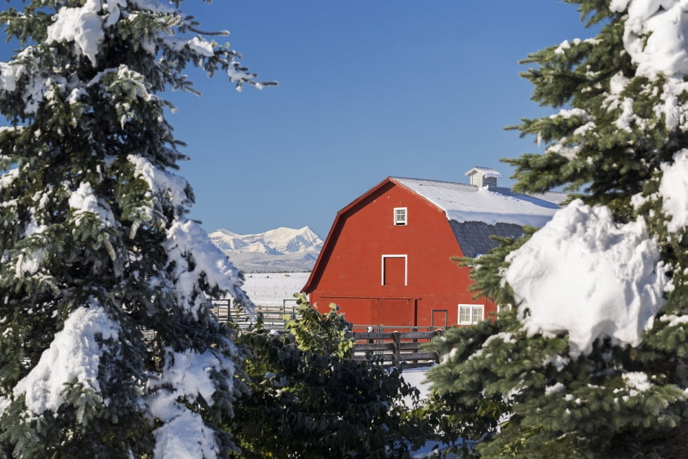Snow covered red barn framed between snow covered evergreen trees with snow covered mountains and blue sky in the background Alberta Canada Canvas Art - Michael Interisano Design Pics (38 x 24)