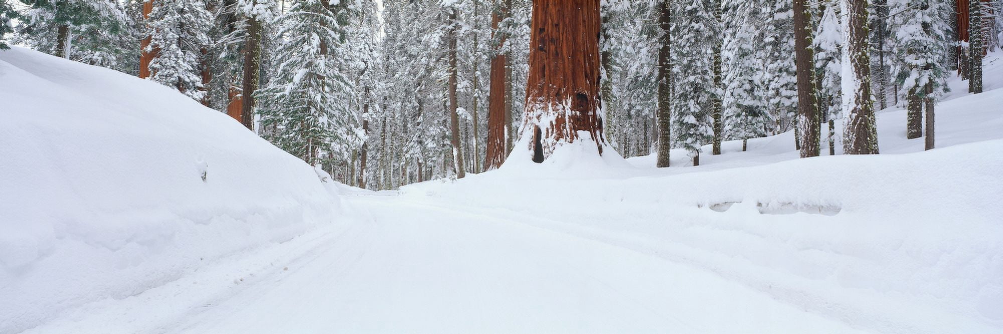Snow covered road through forest Canvas Art - Panoramic Images (27 x 9)