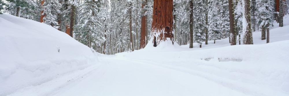 Snow covered road through forest Canvas Art - Panoramic Images (36 x 12)