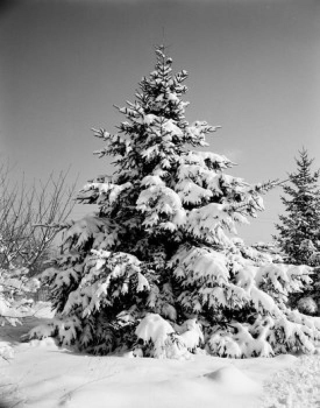 Snow covered spruce tree Canvas Art - (24 x 36)