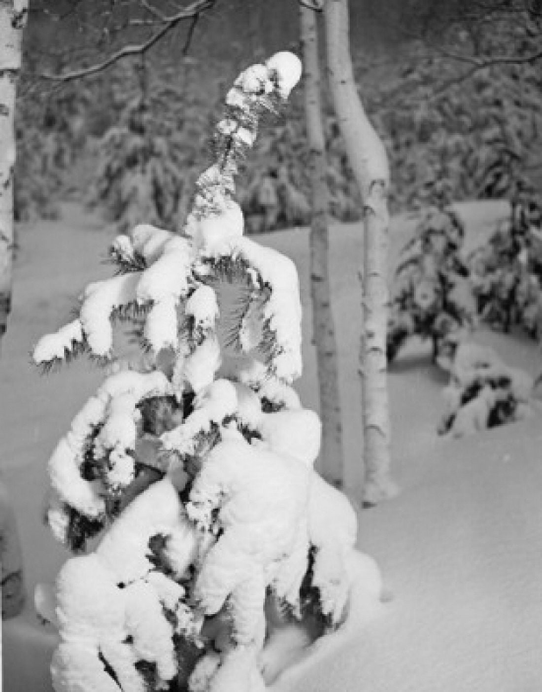 Snow covered tree in garden Canvas Art - (24 x 36)