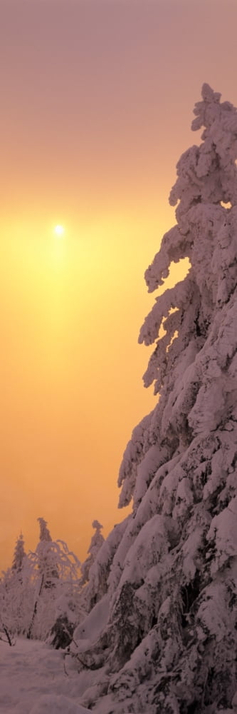 Snow covered tree in winter at sunset Feldberg Mountain Black Forest Baden-Wurttemberg Germany Canvas Art - Panoramic Images (27 x 9)