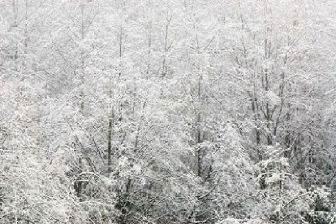 Snow-covered trees Stanley Park British Columbia Canvas Art - Paul Colangelo DanitaDelimont (36 x 24)