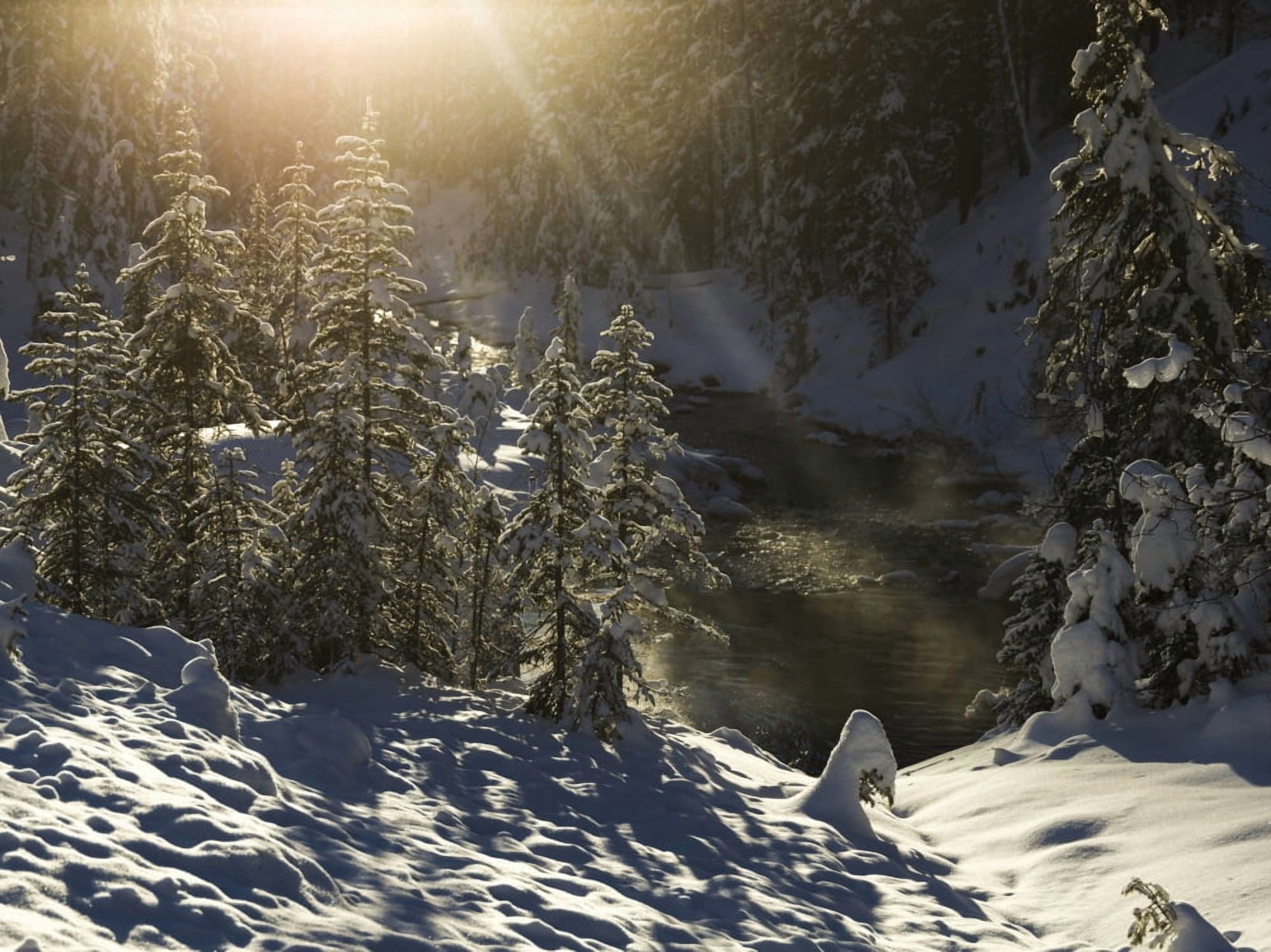 Snow covered trees Yoho National Park British Columbia Canada Canvas Art - Keith Levit Design Pics (19 x 14)