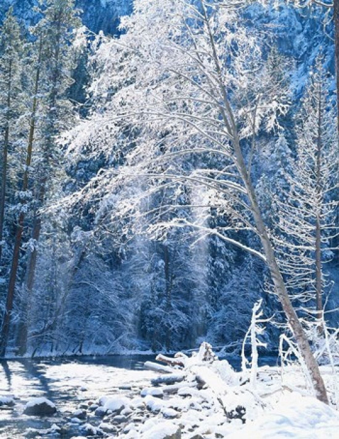 Snow covered trees along Merced River Yosemite Valley Yosemite National Park California Canvas Art - Scott T Smith DanitaDelimont (24 x 30)