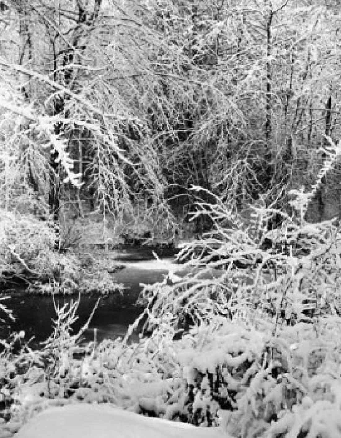 Snow covered trees along a pond Canvas Art - (18 x 24)