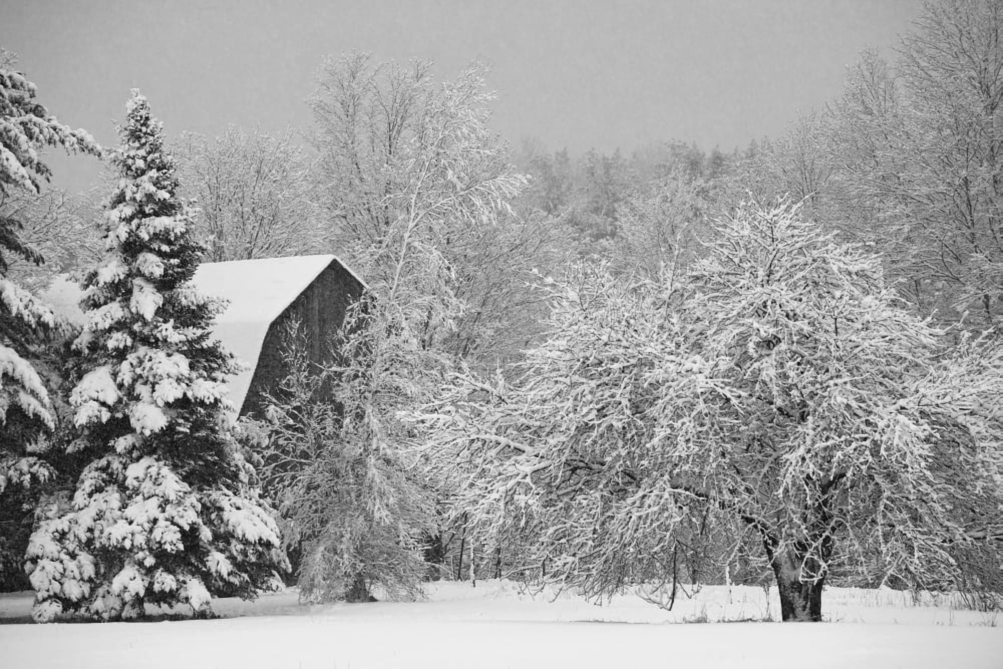 Snow covered trees and rooftop of a barn Waterloo Quebec Canada Canvas Art - David Chapman Design Pics (19 x 12)