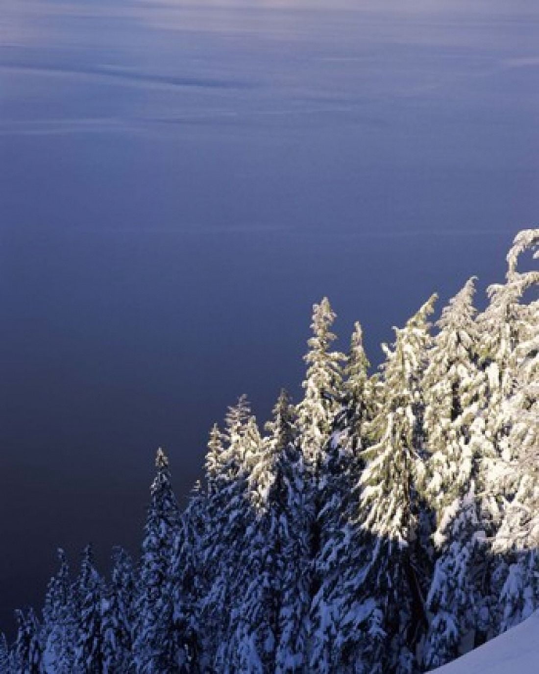 Snow covered trees at South Rim Crater Lake National Park Oregon USA Canvas Art - Panoramic Images (29 x 36)