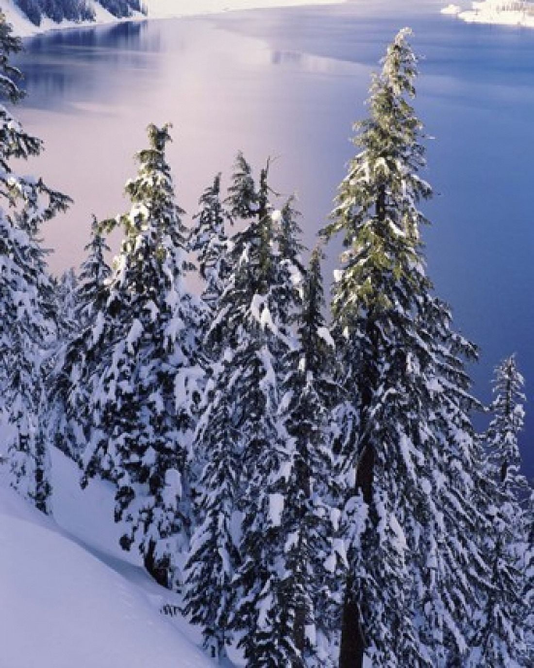 Snow covered trees at South Rim Crater Lake National Park Oregon USA Canvas Art - Panoramic Images (29 x 36)