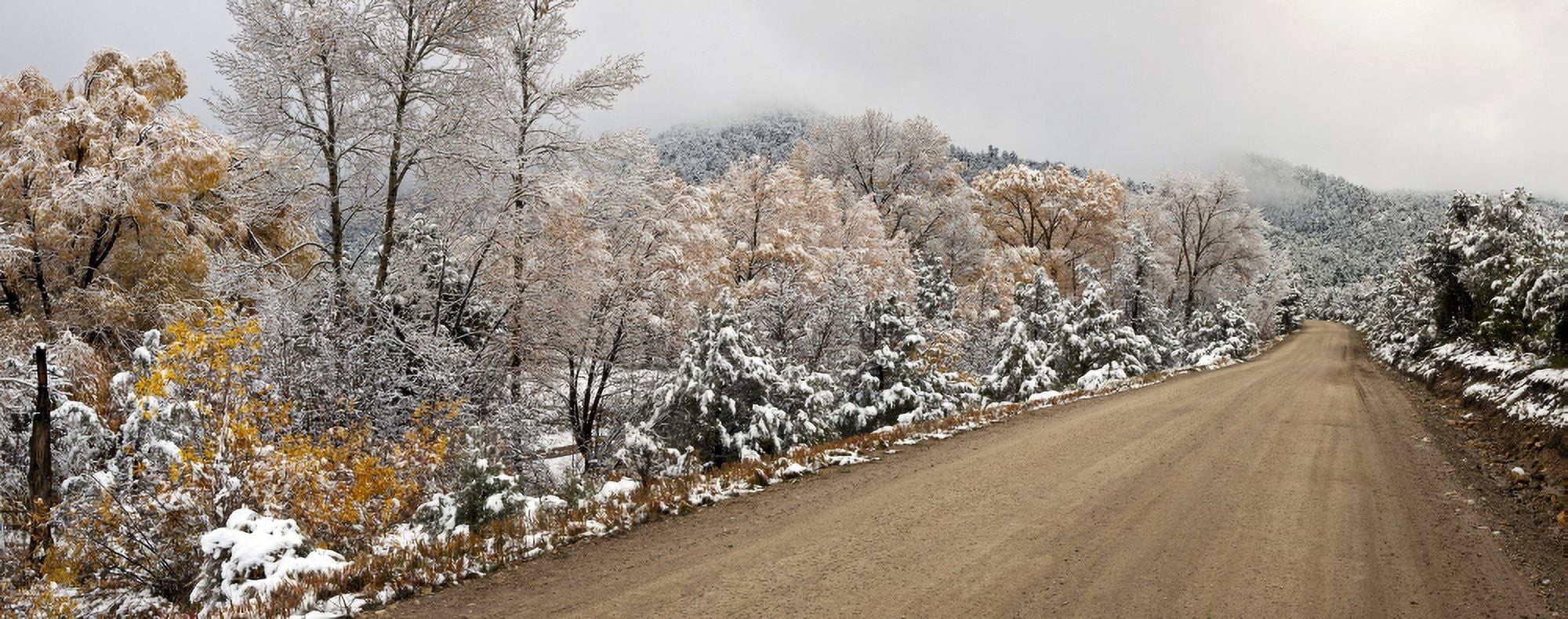 Snow covered trees at roadside El Salto Taos Taos County New Mexico USA Canvas Art - Panoramic Images (27 x 9)