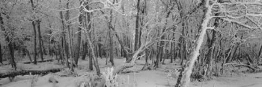 Snow covered trees in a forest Alberta Canada Canvas Art - Panoramic Images (18 x 6)