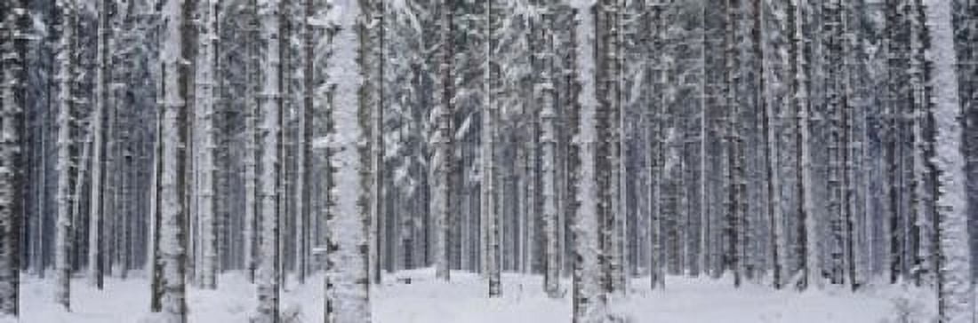 Snow covered trees in a forest Austria Canvas Art - Panoramic Images (18 x 6)