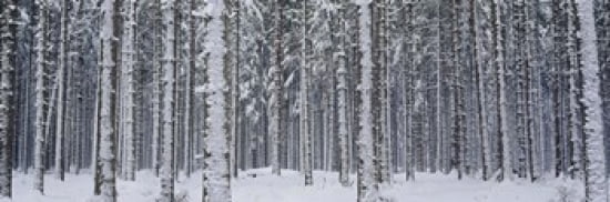 Snow covered trees in a forest Austria Canvas Art - Panoramic Images (36 x 12)