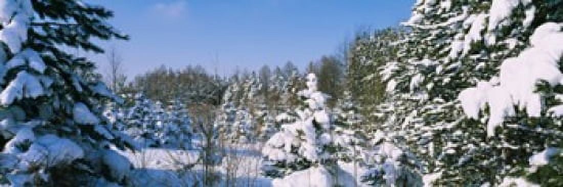 Snow covered trees in a forest New York State USA Canvas Art - Panoramic Images (18 x 6)