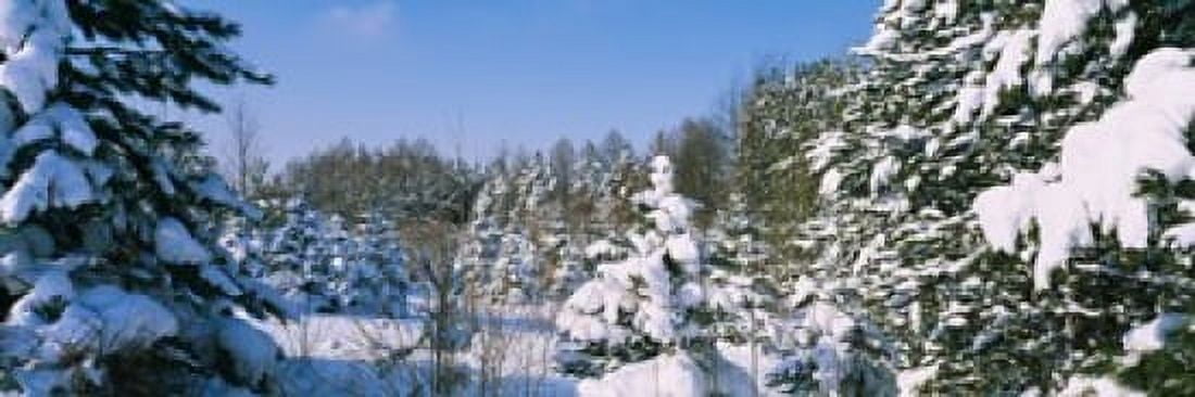 Snow covered trees in a forest New York State USA Canvas Art - Panoramic Images (36 x 12)