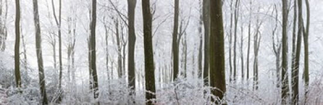 Snow covered trees in a forest Wotton Gloucester Gloucestershire England Canvas Art - Panoramic Images (18 x 6)