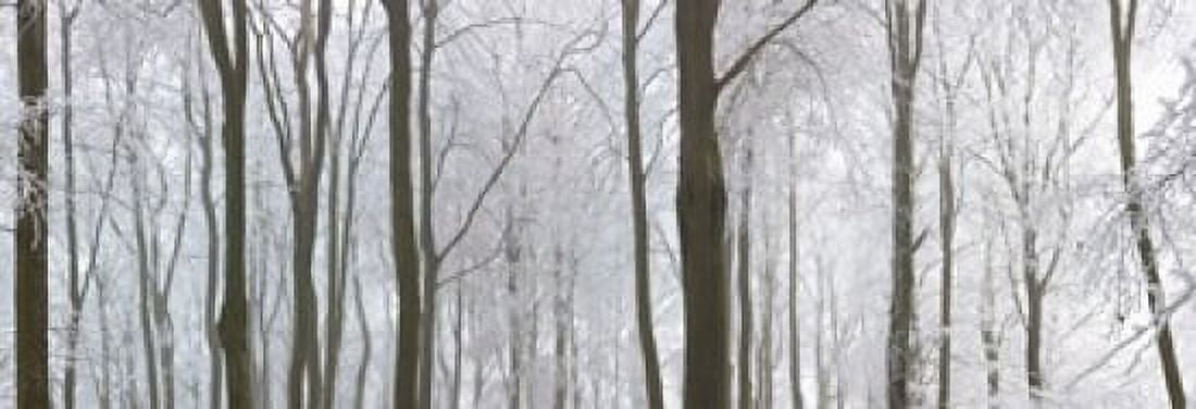 Snow covered trees in a forest Wotton Gloucester Gloucestershire England Canvas Art - Panoramic Images (18 x 7)