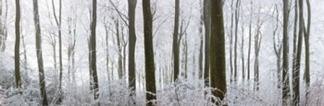 Snow covered trees in a forest Wotton Gloucester Gloucestershire England Canvas Art - Panoramic Images (36 x 12)