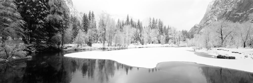 Snow covered trees in a forest Yosemite National Park California USA Canvas Art - Panoramic Images (12 x 36)