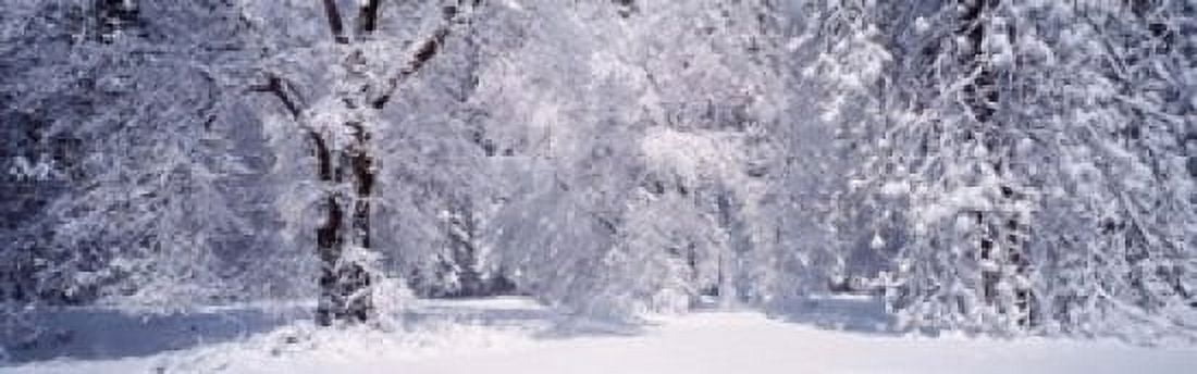 Snow covered trees in a forest Yosemite National Park California USA Canvas Art - Panoramic Images (18 x 6)
