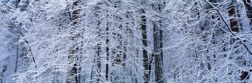 Snow covered trees in a forest Yosemite National Park California USA Canvas Art - Panoramic Images (27 x 9)