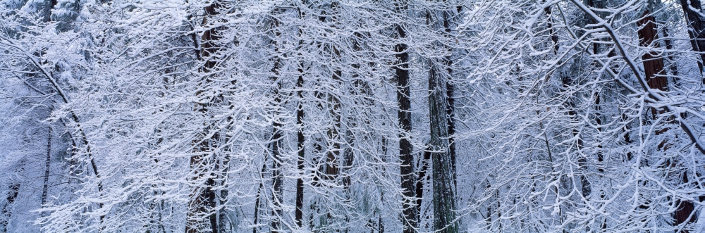 Snow covered trees in a forest Yosemite National Park California USA Canvas Art - Panoramic Images (36 x 12)