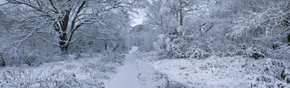 Snow covered trees in a park Hampstead Heath North London London England Canvas Art - Panoramic Images (36 x 12)
