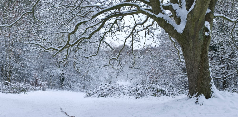 Snow covered trees in a park Hampstead Heath North London London England Canvas Art - Panoramic Images (36 x 12)