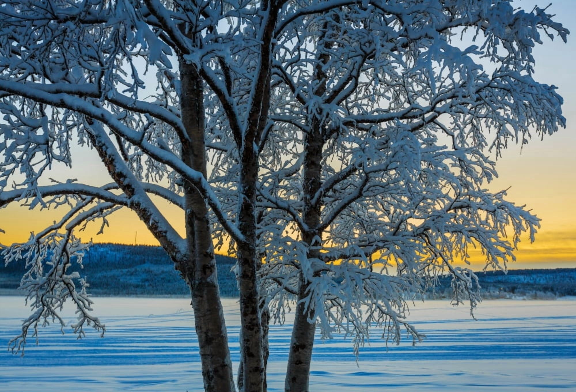Snow covered trees in extreme cold temperatures Lapland Sweden Canvas Art - Panoramic Images (12 x 36)