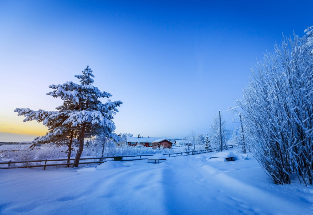 Snow covered trees in extreme cold temperatures Lapland Sweden Canvas Art - Panoramic Images (19 x 27)