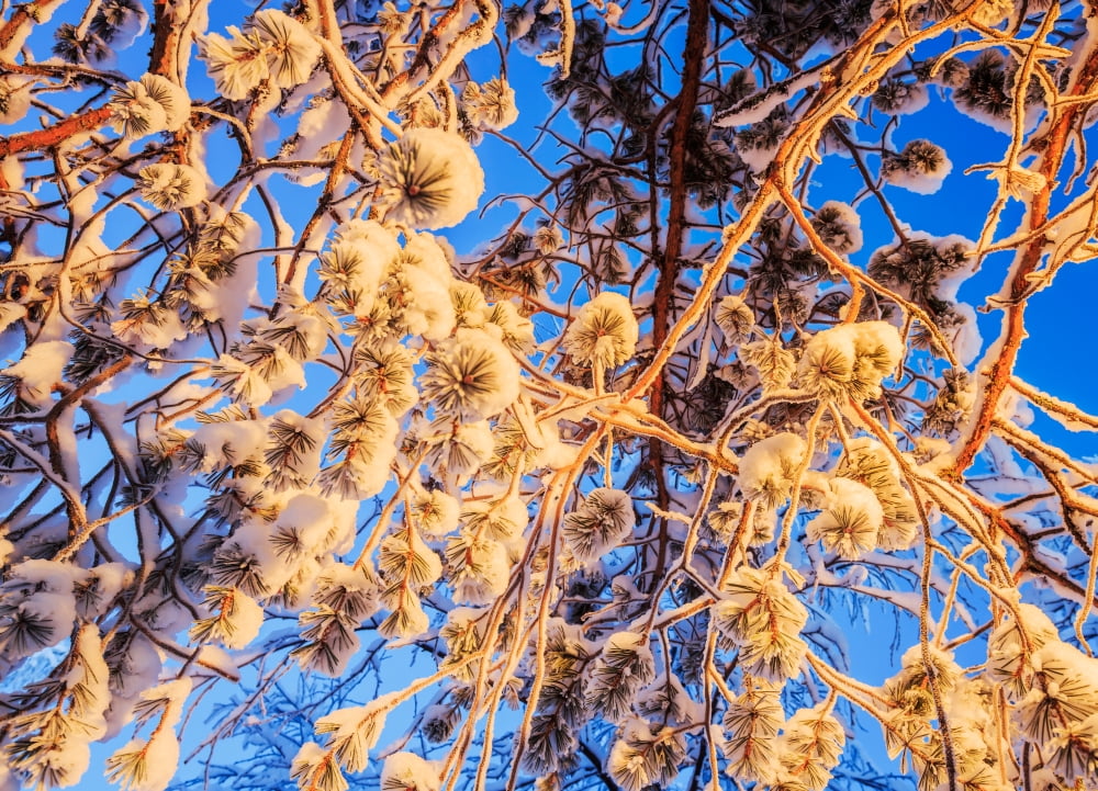 Snow covered trees in extreme cold temperatures Lapland Sweden Canvas Art - Panoramic Images (20 x 27)