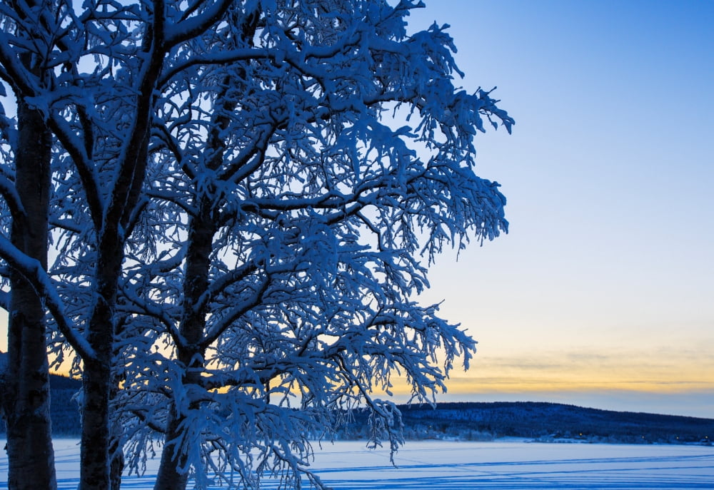 Snow covered trees in extreme cold temperatures Lapland Sweden Canvas Art - Panoramic Images (24 x 18)