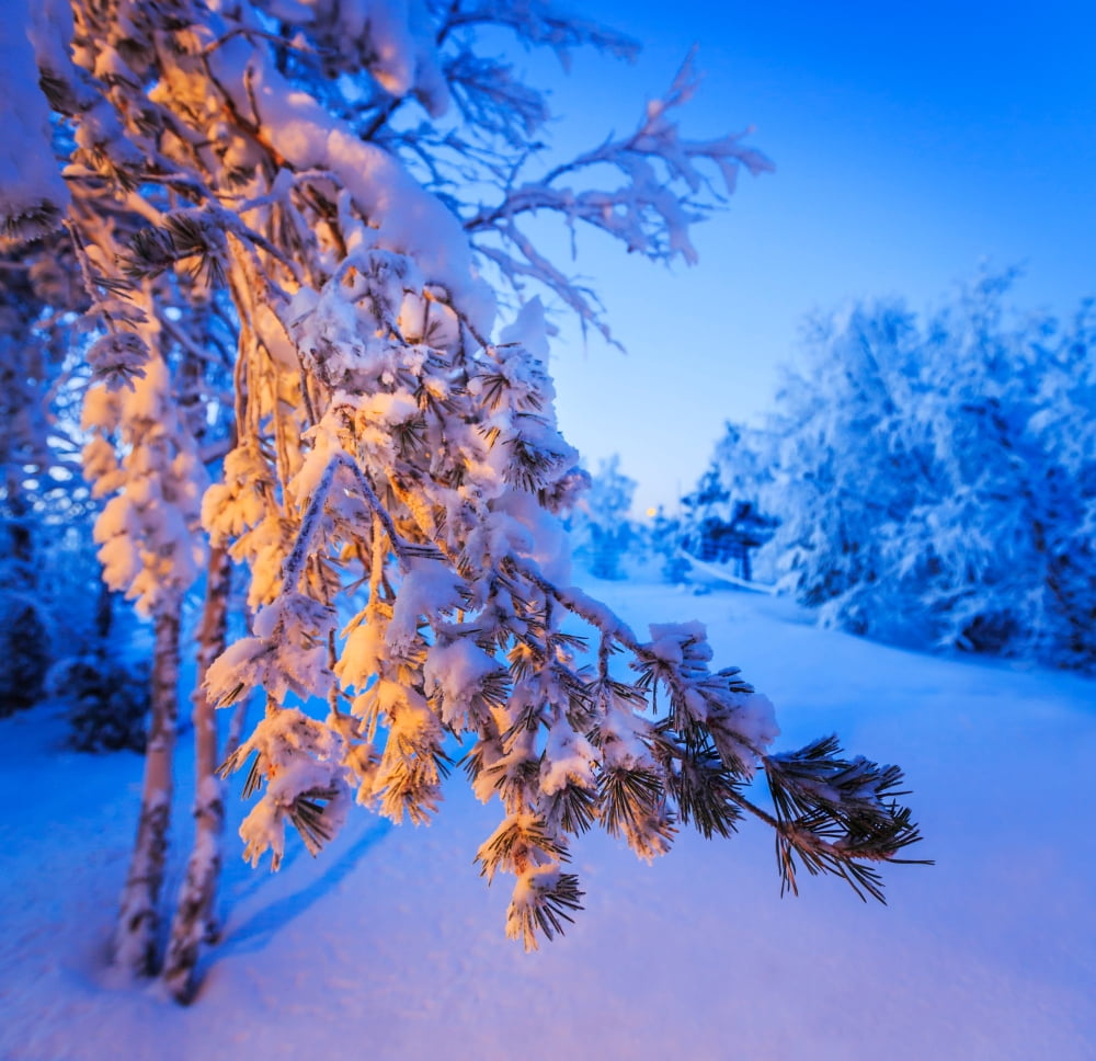 Snow covered trees in extreme cold temperatures Lapland Sweden Canvas Art - Panoramic Images (24 x 24)
