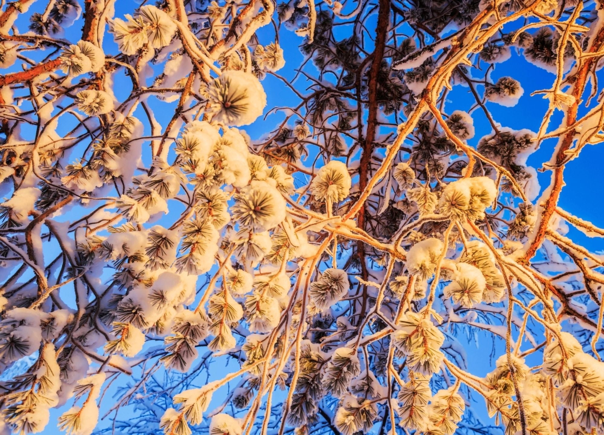 Snow covered trees in extreme cold temperatures Lapland Sweden Canvas Art - Panoramic Images (26 x 36)