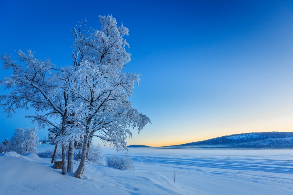 Snow covered trees in extreme cold temperatures Lapland Sweden Canvas Art - Panoramic Images (27 x 9)