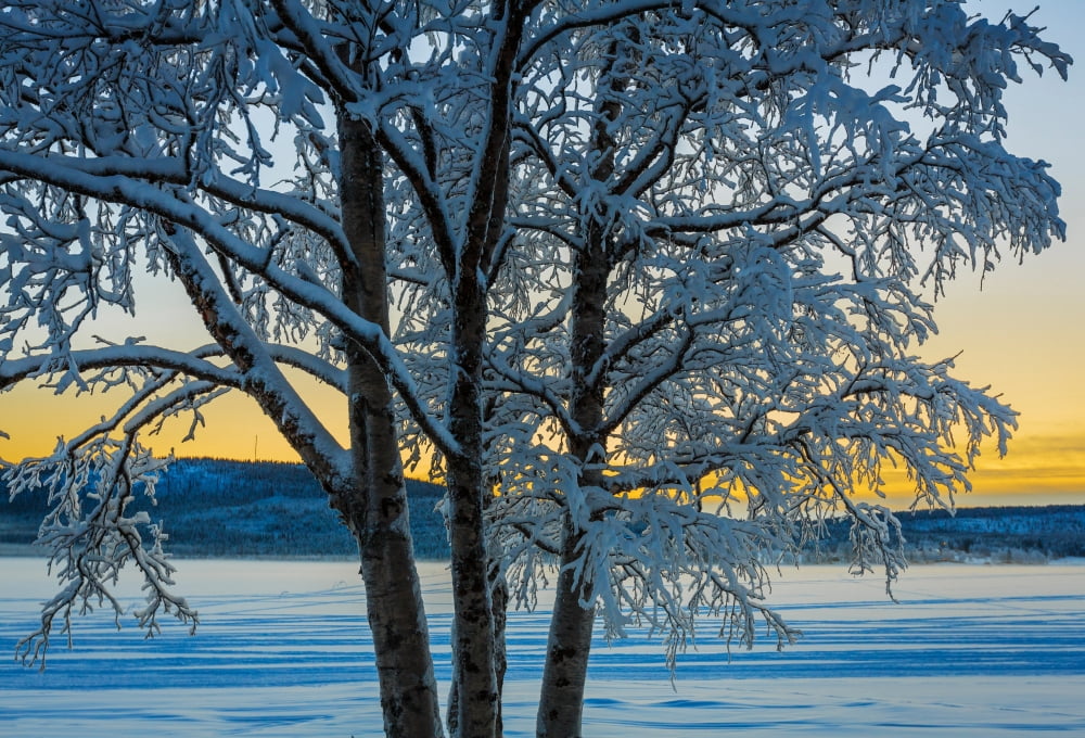 Snow covered trees in extreme cold temperatures Lapland Sweden Canvas Art - Panoramic Images (9 x 27)