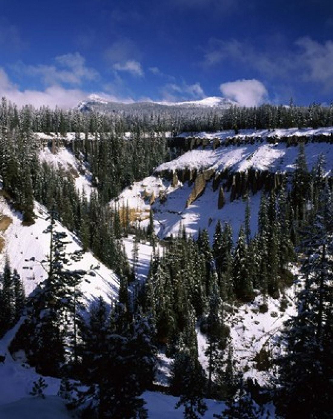Snow covered trees in winter Godfrey Glen Crater Lake National Park Oregon USA Canvas Art - Panoramic Images (29 x 36)