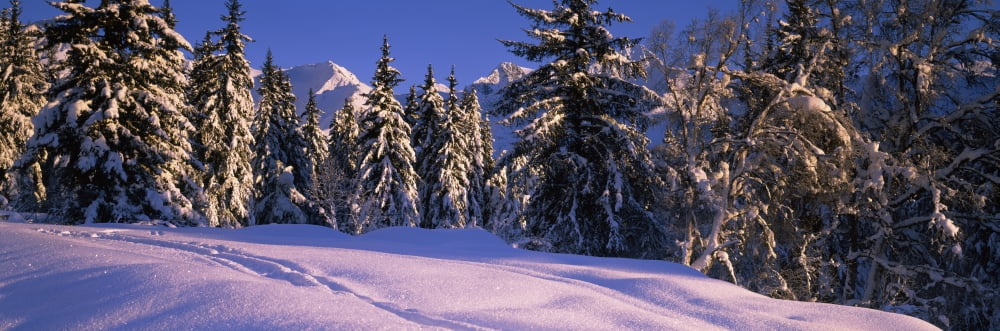 Snow covered trees on a hill Chugach Mountains Alaska USA Canvas Art - Panoramic Images (6 x 18)