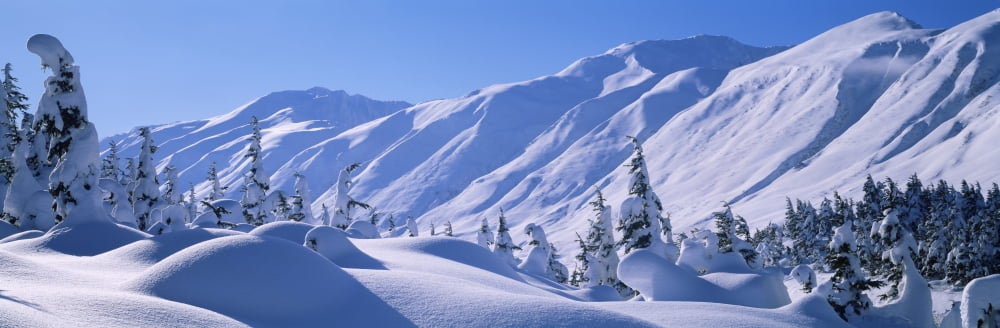 Snow covered trees on a hill Chugach National Forest Alaska USA Canvas Art - Panoramic Images (36 x 12)