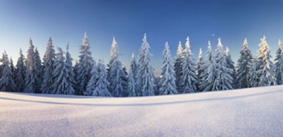 Snow covered trees on a landscape Belchen Mountain Black Forest Baden-Wurttemberg Germany Canvas Art - Panoramic Images (24 x 12)