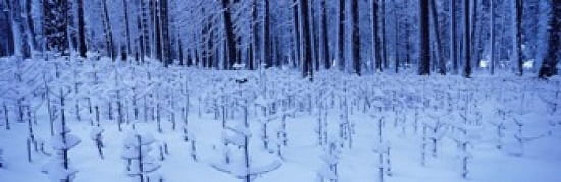 Snow covered trees on a landscape Yosemite Valley Yosemite National Park Mariposa County California USA Canvas Art - Panoramic Images (18 x 6)