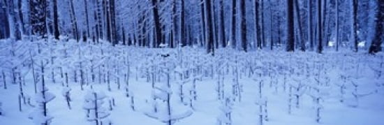 Snow covered trees on a landscape Yosemite Valley Yosemite National Park Mariposa County California USA Canvas Art - Panoramic Images (36 x 12)