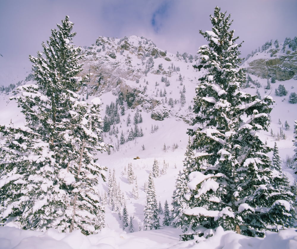 Snow covered trees on a mountain Utah USA Canvas Art - Panoramic Images (36 x 12)