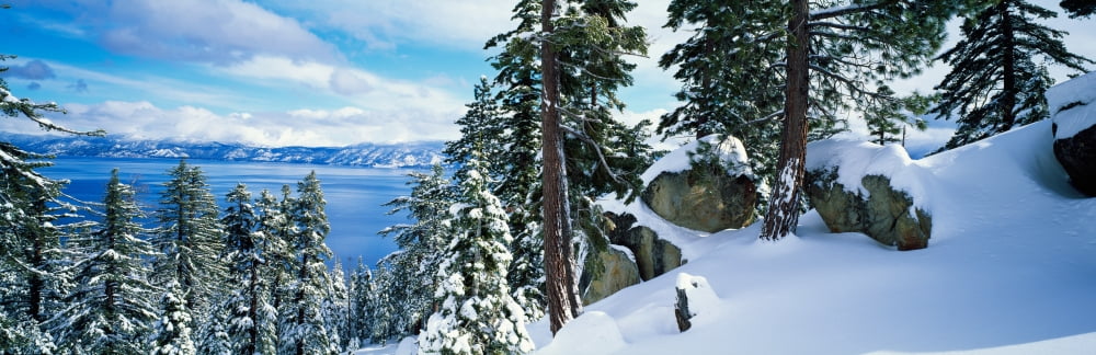 Snow covered trees on mountainside Lake Tahoe Nevada USA Canvas Art - Panoramic Images (36 x 12)