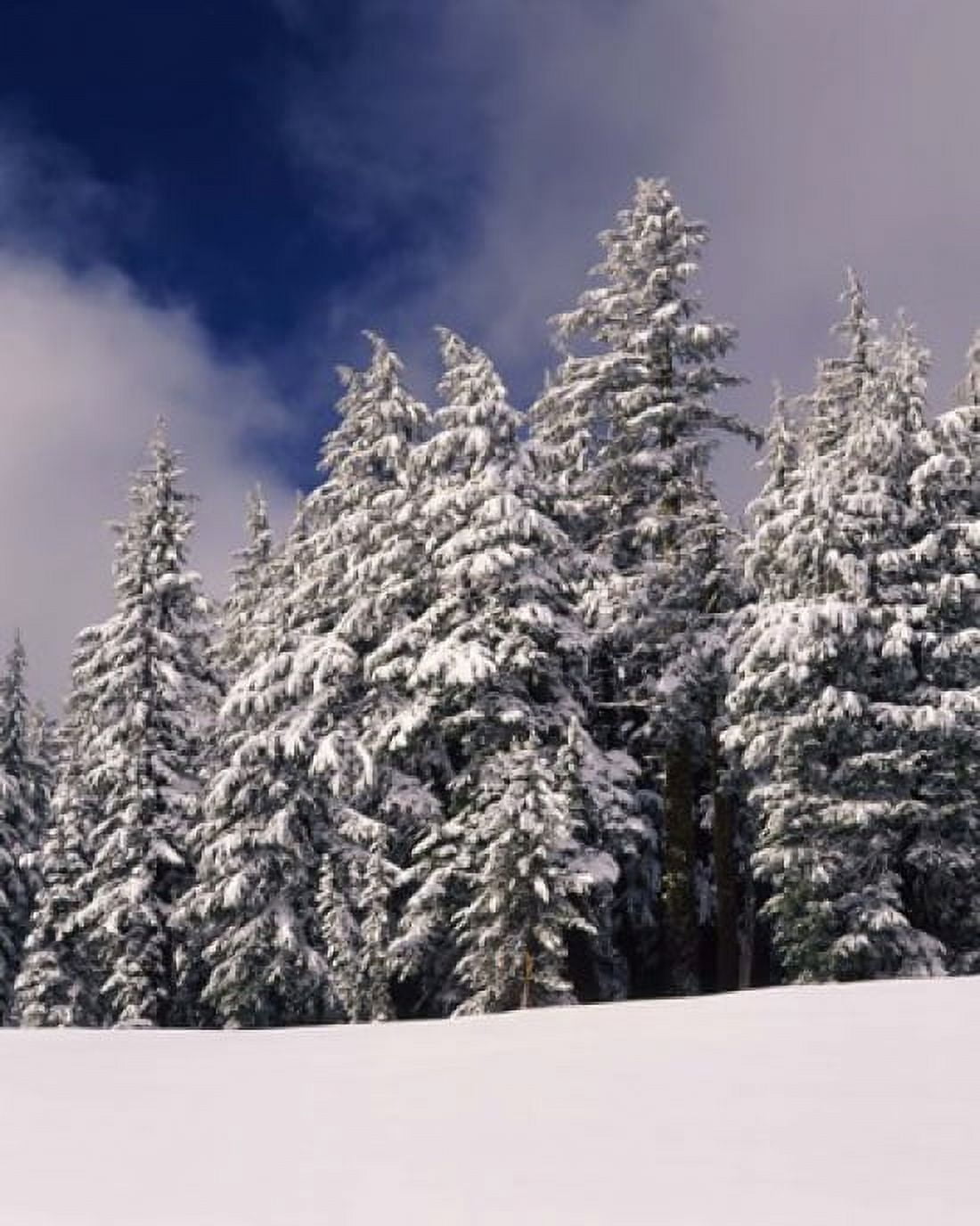 Snow covered western hemlock and fir trees on Munson Ridge Crater Lake National Park Oregon USA Canvas Art - Panoramic Images (29 x 36)