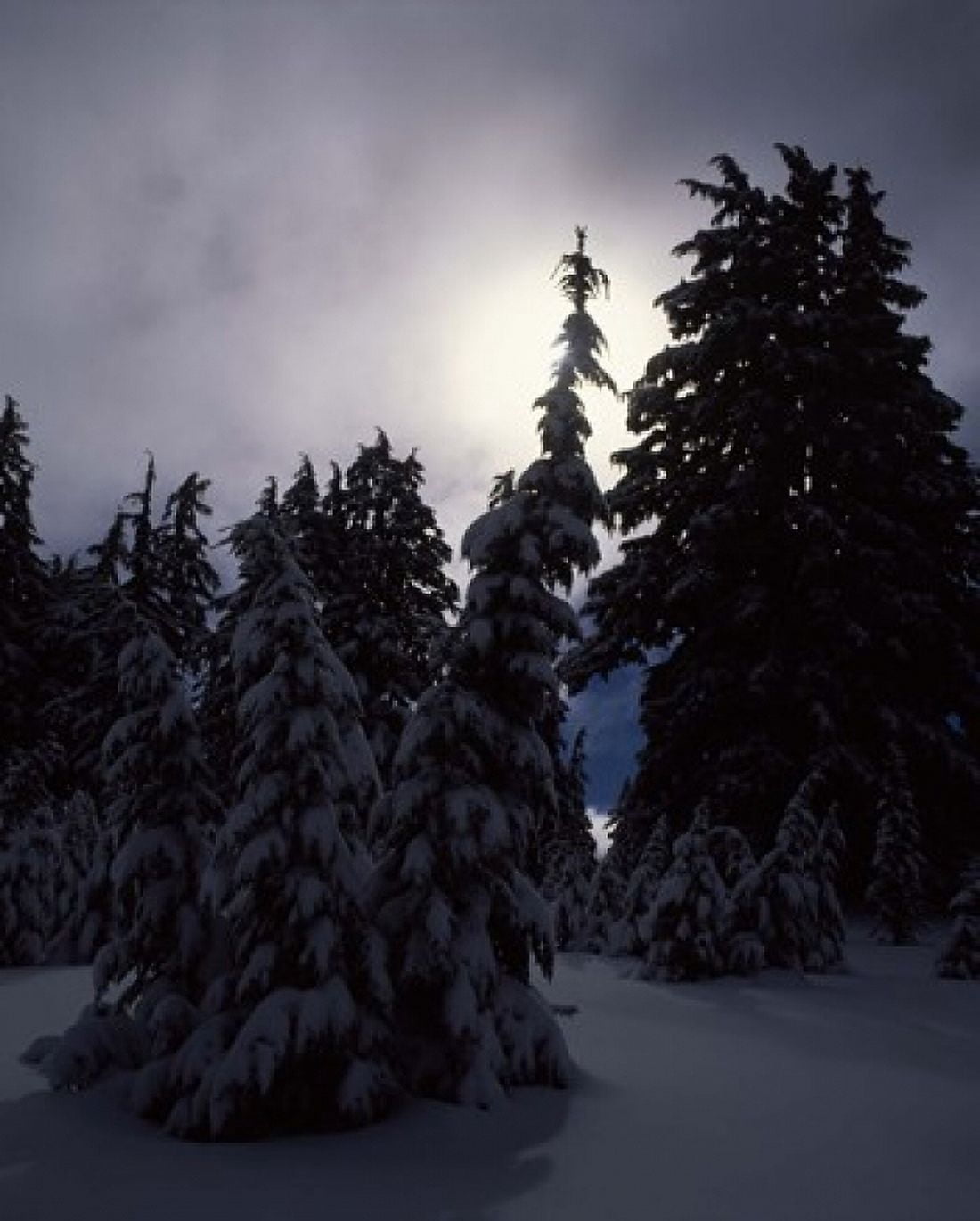 Snow covered western hemlock and fir trees on Munson Ridge Crater Lake National Park Oregon USA Canvas Art - Panoramic Images (30 x 36)