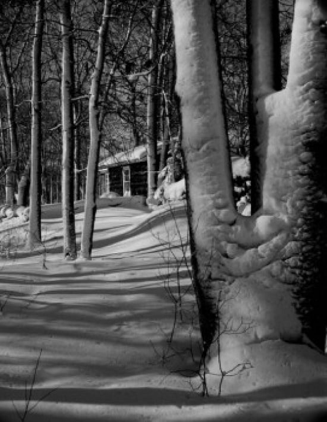 Snow in woods Canvas Art - (24 x 36)