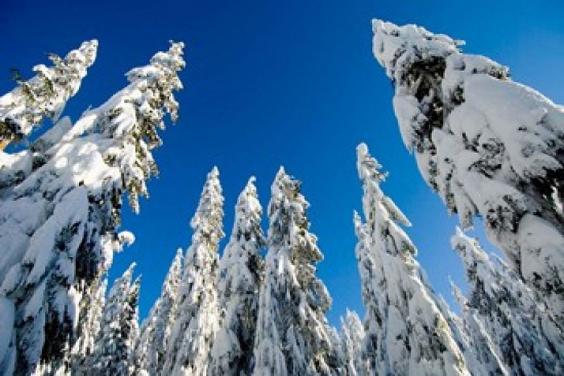 Snow-laden forest Seymour Mountain British Columbia Canvas Art - Paul Colangelo DanitaDelimont (26 x 18)