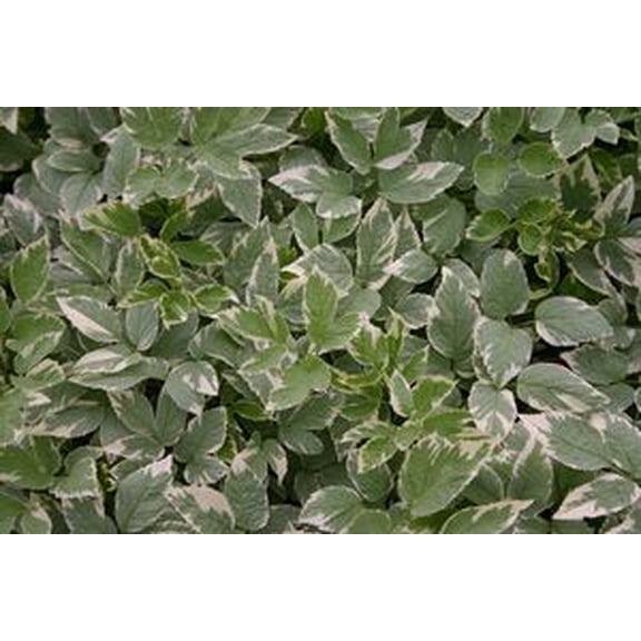 Snow on the Mountain Perennial Plant - Aegopodium - 2.5" Pot