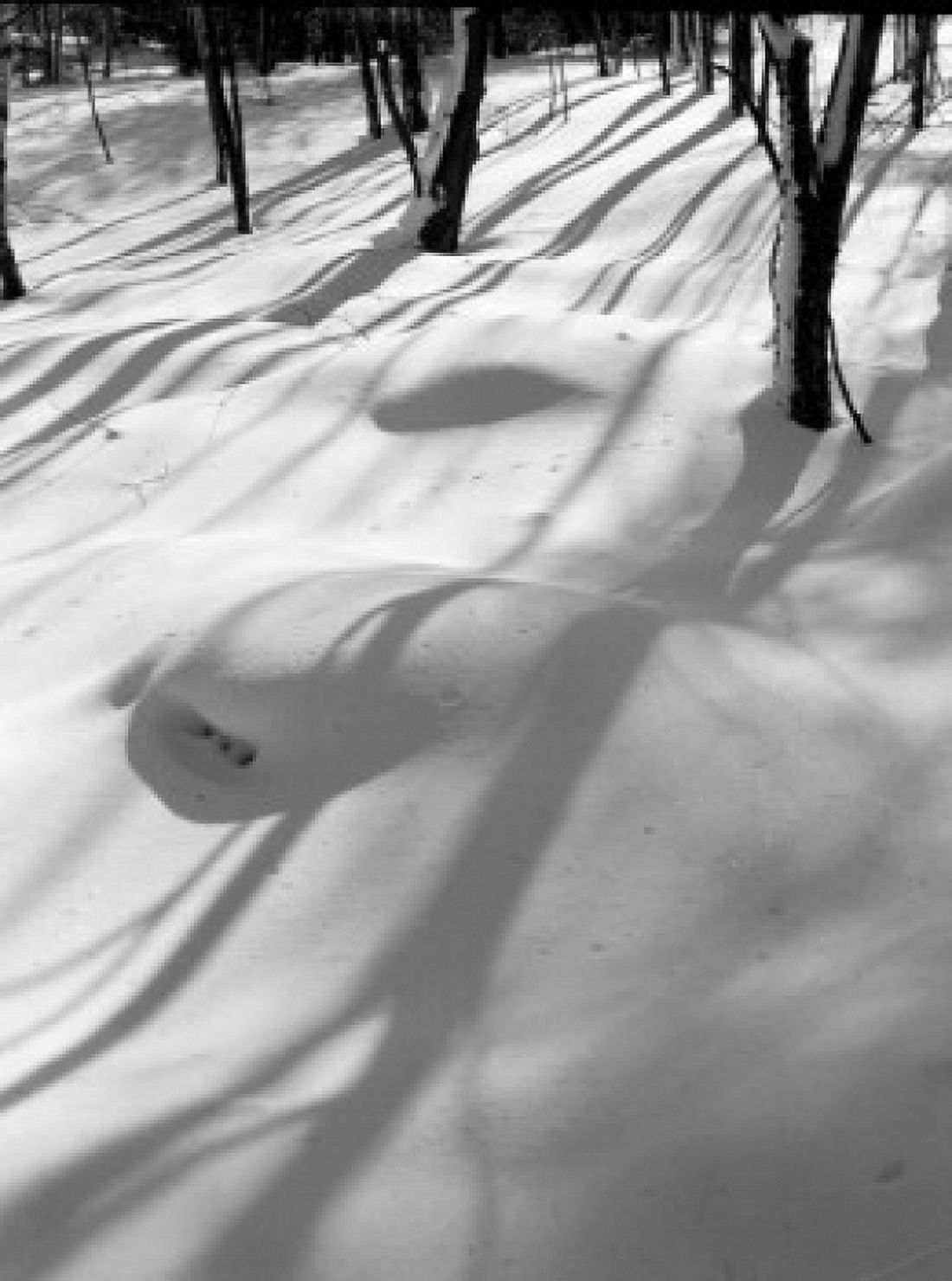 Snow with shadows of trees Canvas Art - (24 x 36)